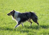 Lassie 04.10 (248)