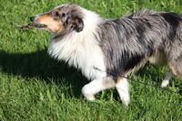 Lassie 04.10 (276)