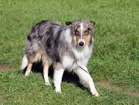 Lassie 04.10 (296)